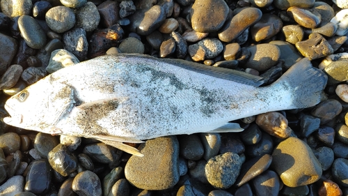 ニベの釣果