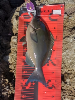 オナガグレの釣果