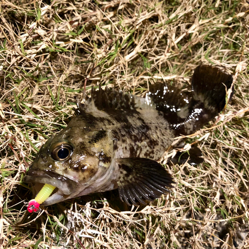 ムラソイの釣果