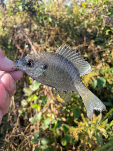 ブルーギルの釣果