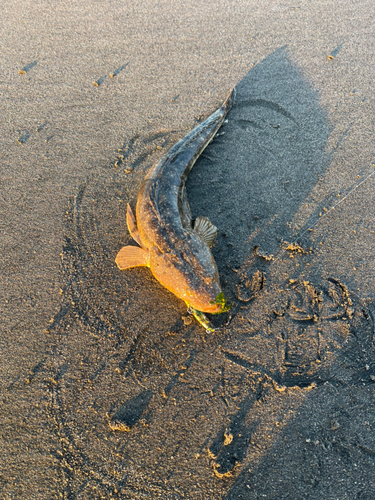 マゴチの釣果