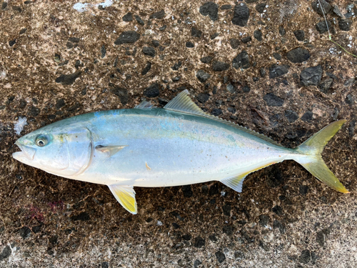 ハマチの釣果