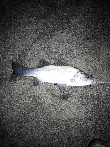 セイゴ（ヒラスズキ）の釣果