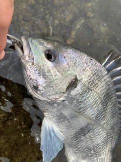 キビレの釣果