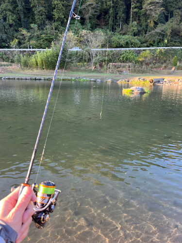 ニジマスの釣果