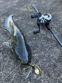 ナマズの釣果