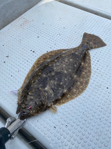 ヒラメの釣果