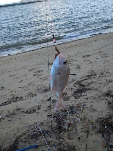 チャリコの釣果