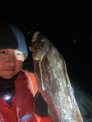 アイナメの釣果