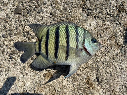 オヤビッチャの釣果