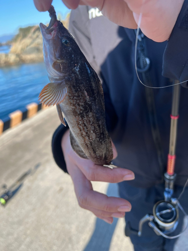 アイナメの釣果