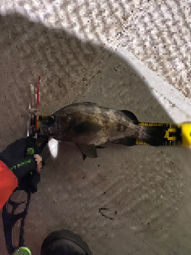 タケノコメバルの釣果