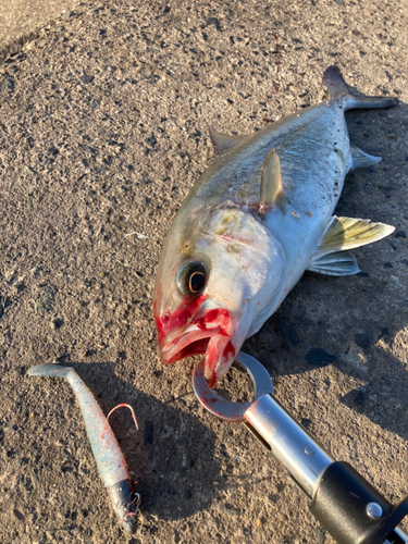 ネリゴの釣果