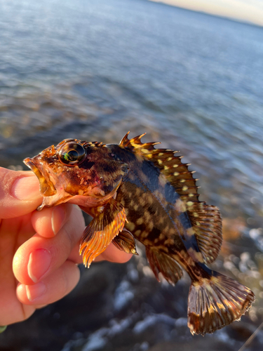 カサゴの釣果