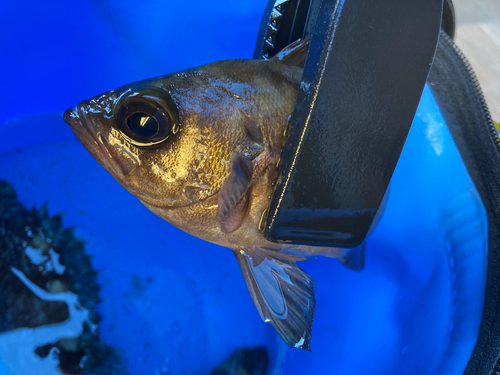 シロメバルの釣果