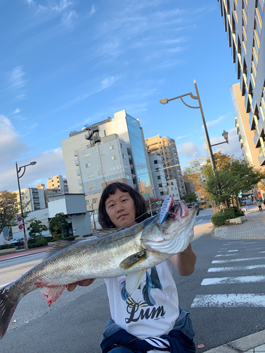 シーバスの釣果