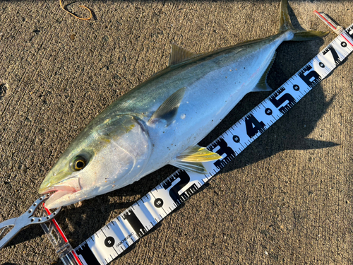 メジロの釣果