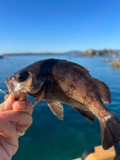 アカメバルの釣果