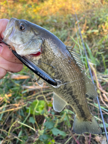 ラージマウスバスの釣果