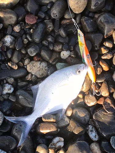 コバンアジの釣果