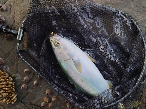 ハマチの釣果