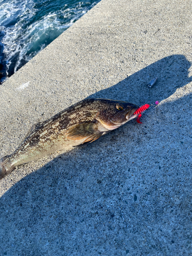 アイナメの釣果