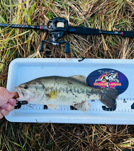 ラージマウスバスの釣果