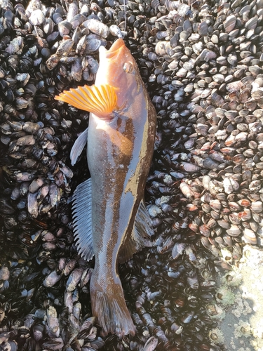 アイナメの釣果