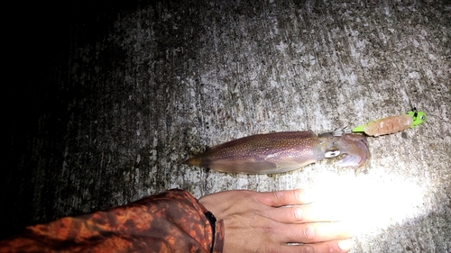 ヤリイカの釣果