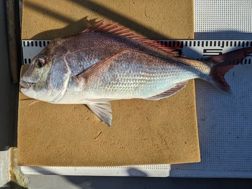 マダイの釣果