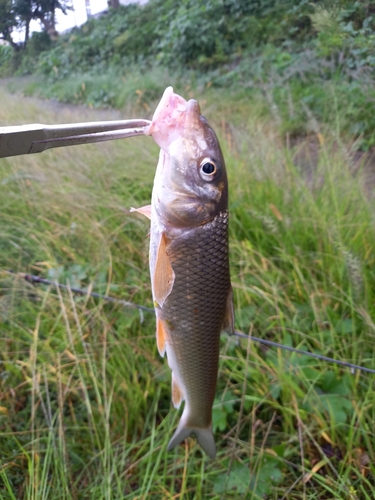 ニゴイの釣果