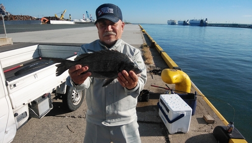 チヌの釣果