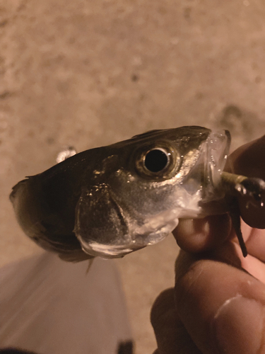 セイゴ（マルスズキ）の釣果