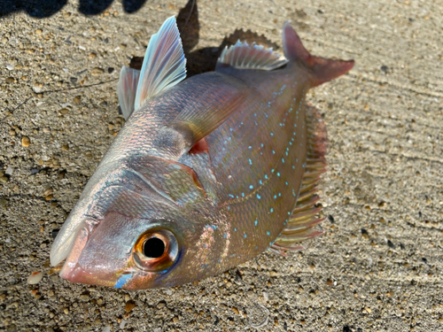 タイの釣果