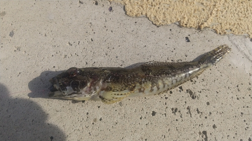 アサヒアナハゼの釣果