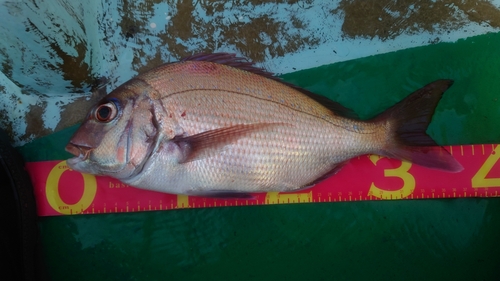 マダイの釣果