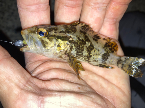 タケノコメバルの釣果