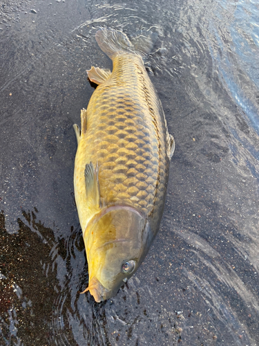 コイの釣果