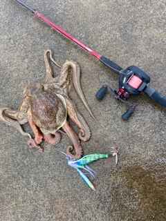 タコの釣果