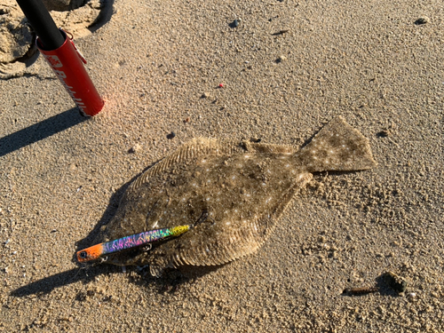 ヒラメの釣果