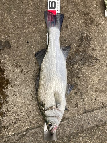 フッコ（マルスズキ）の釣果