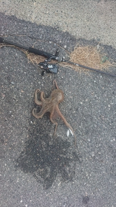 タコの釣果