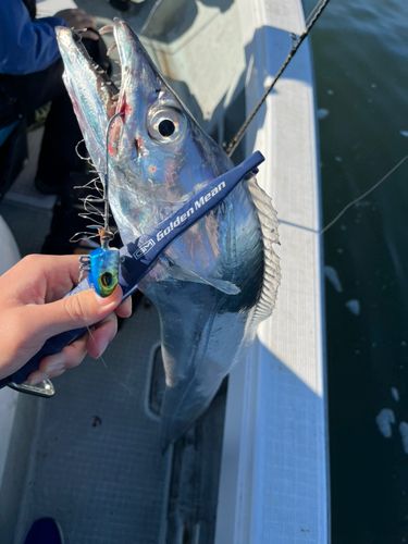 タチウオの釣果