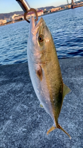 ハマチの釣果