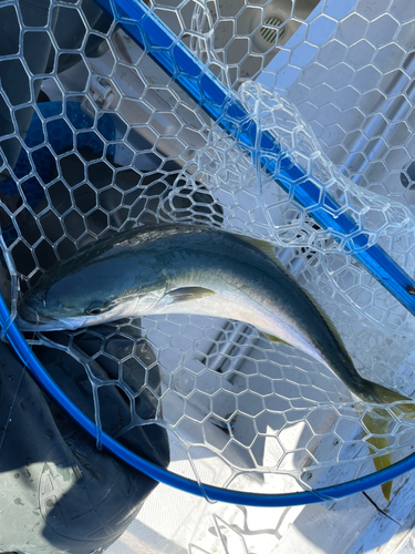 メジロの釣果