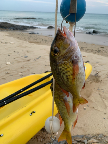 クチナジの釣果