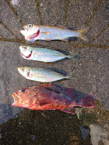 アジの釣果