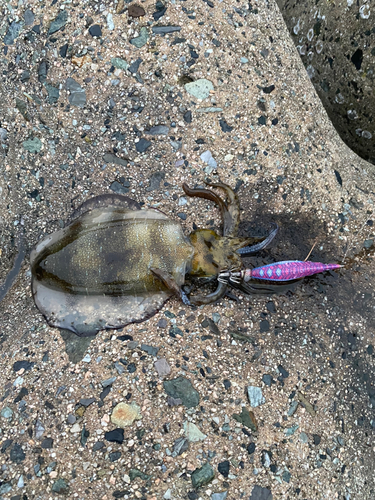 アオリイカの釣果