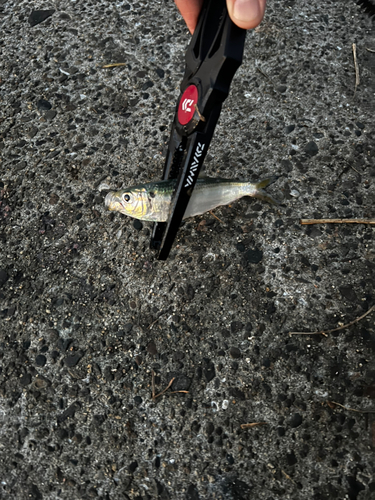 マアジの釣果