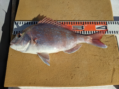 マダイの釣果